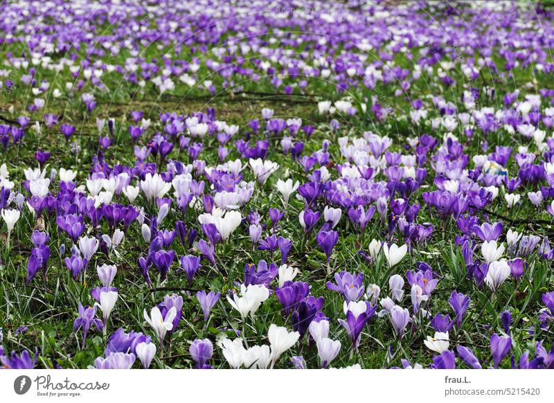 For Airene with a little color Crocus Town Blossoming Plant Nature Flower Spring flowers