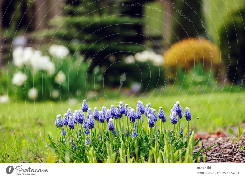 Early spring garden view with group of blue muscari (grape hyacinth) blooming flower nature plant season early march april may hobby private cottage english