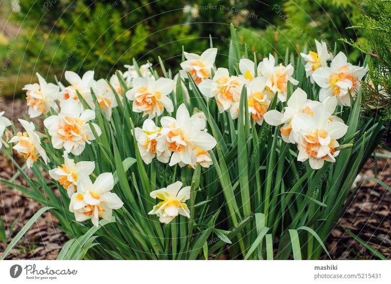 group of white terry daffodils blooming in early spring flower plant season yellow nature springtime garden green blossom beauty narcissus growth easter outdoor