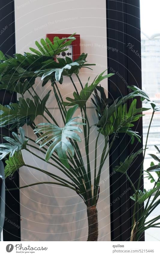 Plant in front of fire alarm Green Palm tree Indoor Fire alarm Wall (building) mask sb./sth. Hide sight Red Colour photo White Alarm Emergency call