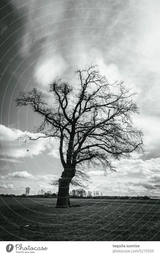Bald tree in a meadow Tree Meadow Black & white photo Winter Autumn Death Grief dead tree branches Twigs and branches twigs End Mobile Sky Clouds