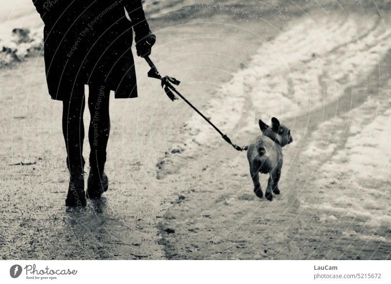On the road together - no matter what the weather Walk the dog Going for a walk go out with the dog Movement Dog Pet To go for a walk Walking Discontinuation