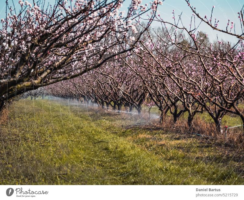 Tree watering system. Spring watering Apricot trees being watered. Blooming apricot flowers agribusiness agriculture apricot tree apricots april backdrop
