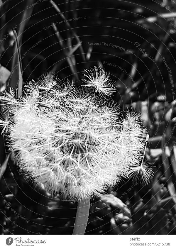 dandelion | ready to wish | just a breath of wind Dandelion Easy wish fulfilment Desire Breeze Ease Utopia Wishful thinking plant seeds Wild plant Weed