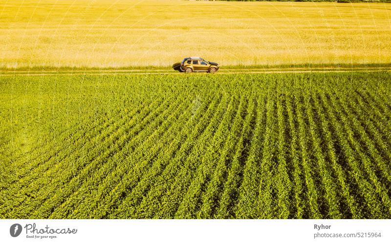 Aerial View Of Car SUV Parked Near Countryside Road In Spring Field Rural Landscape. Car Between Young Wheat And Corn Maize Plantation farmland above