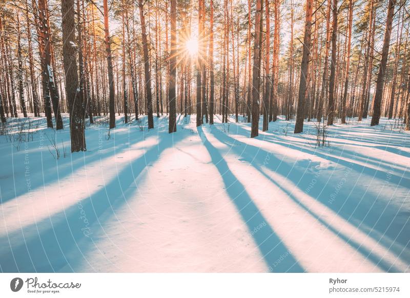 Beautiful Blue Shadows From Pines Trees In Motion On Winter Snowy Ground. Sun Sunshine In Forest. Sunset Sunlight Shining Through Pine Greenwoods Woods Landscape. Snow Nature