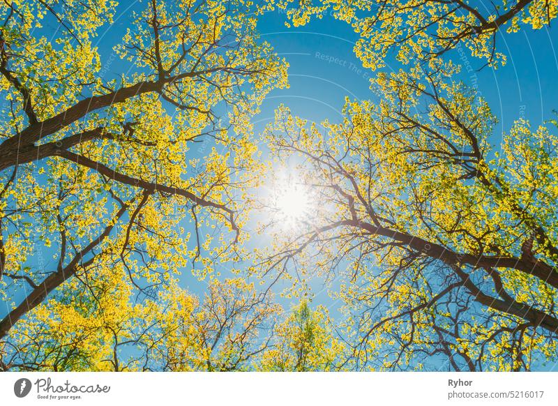 Sun Shining Through Canopy Of Tall Trees With Young Spring Folliage Leaves Lush. Sunlight In Deciduous Forest, Summer Nature. Upper Branches Of Woods. Sunrays Sun Rays Shine Through Flora Woods In Deciduous Forest. Beautiful Nature. Beauty In Nature. En...