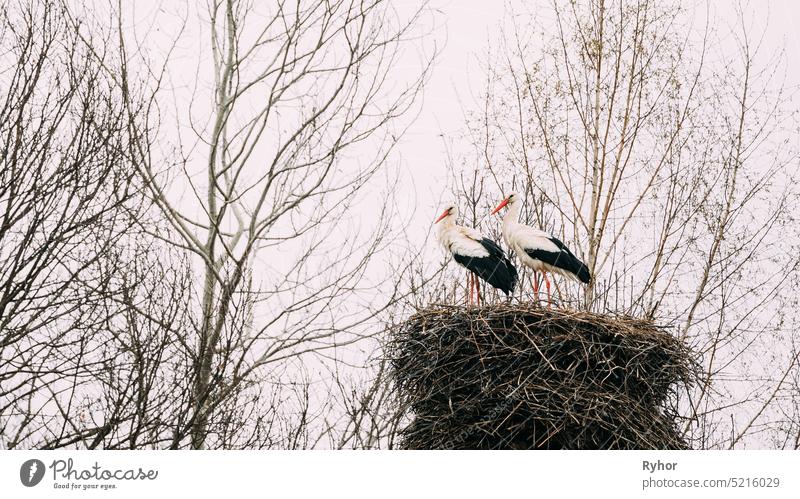 Two Adult European White Storks Sitting In Nest In Spring Day. Belarus nature ukraine bird lore russia one white environment belarus spring migratory bird