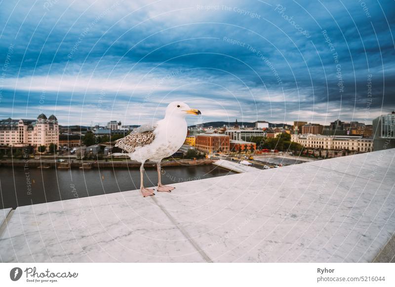 Oslo, Norway. White Hat Beckoning Seagull On Viewing Platform On Background Oslo Cityscape Skyline view skyline funny street urban cityscape old scandinavia