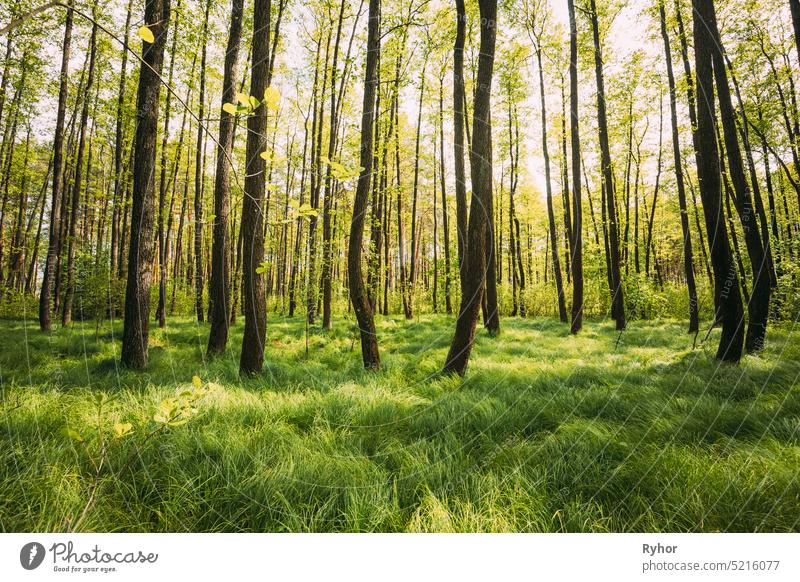 Fresh Spring Green Leaves Lush In Deciduous Forest. European Nature Wild Plant beautiful belarus bush calm copy space deciduous deciduous forest eco ecological
