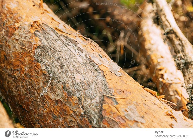 Close View Of Old Bear Claw Marks On Fallen Pine Tree Wildlife animal brown close close up detail fallen forest mammal nature nobody old outdoor pine plant tree