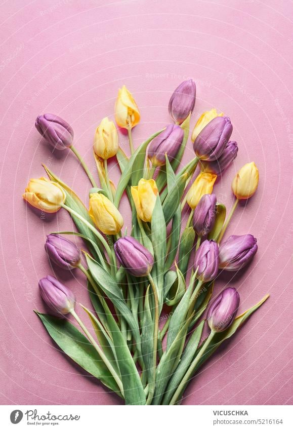 Purple and yellow tulips bunch at pink background, top view purple copy space mothers day arrangement blooming nature floral bouquet flower spring beautiful