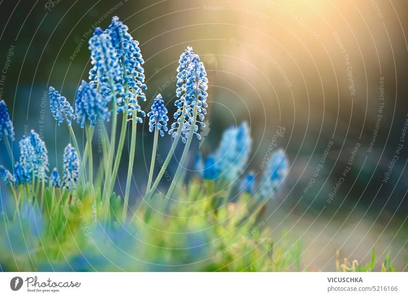 Springtime nature background with blue wild grape hyacinth flowers at sunlight and bokeh, outdoor wild flowers springtime beautiful floral blooming wildflower