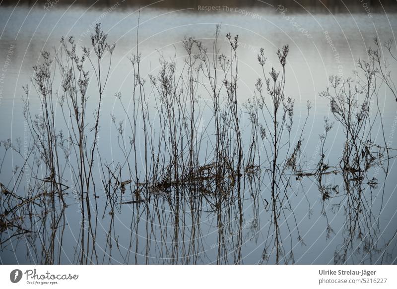 Reflection of grasses on flooded pasture Mirror image reflection mirror Inundated Deluge Water Flood Wet Spring Flood Climate Nature Rain Weather light blue