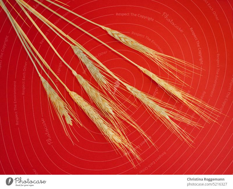 Ear of Wheat on a Red Background golden fitness diet Farmer Rye Restaurant Kitchen dough Nutrients food products Vegetarian diet Yellow Beer seed rural Flour