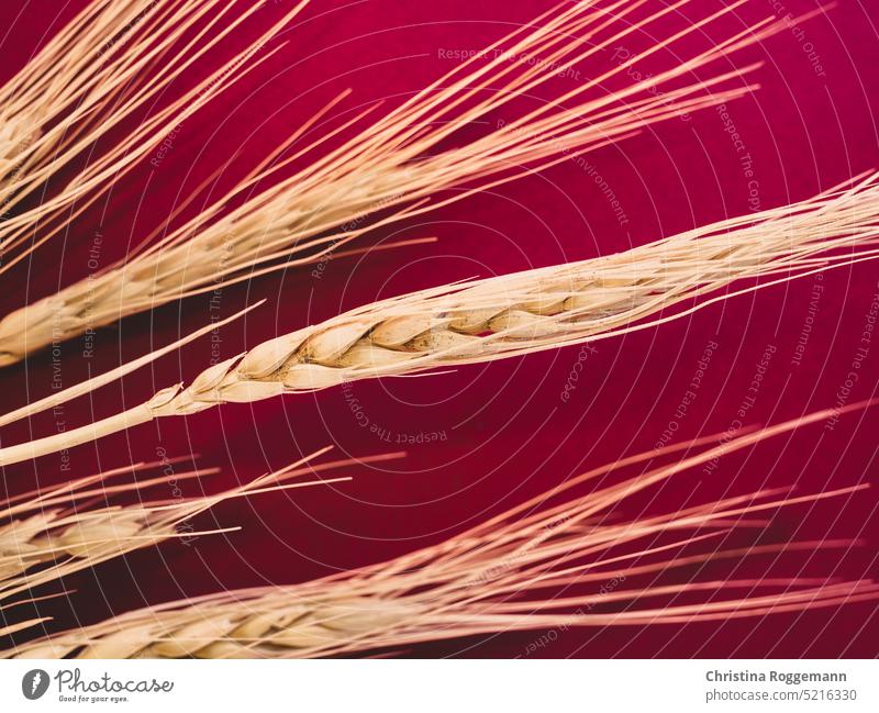 Ears of Wheat on a Burgundy Background wheat ears of wheat Bundle Wheat ear Wheat grain Wheat harvest Summer Harvest Agriculture Environment Organic produce