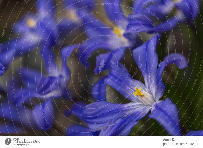 Dance of the blue flowers star hyacinth Chionodoxa Snowglow Snow Pride Blue Sky blue Violet Spring flower Spring flowering plant March star-shaped flowers