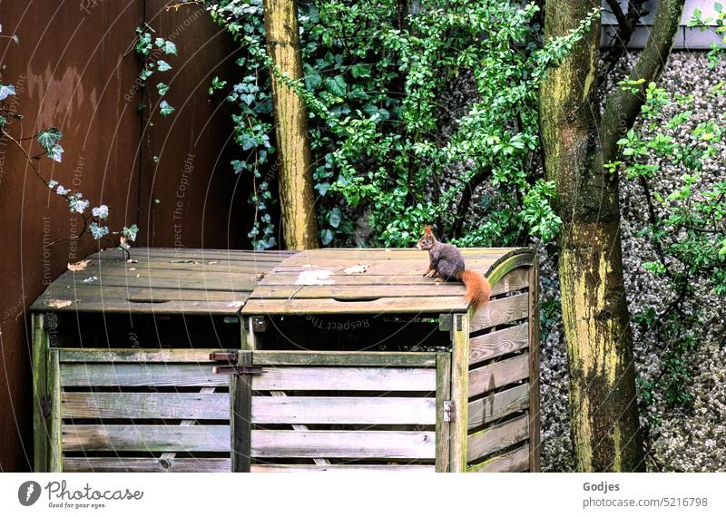 Squirrel on a wooden shed in a backyard wooden crate Backyard metal wall trees Wall (barrier) Wall (building) Animal Cute Nature Tree Colour photo Wild Rodent