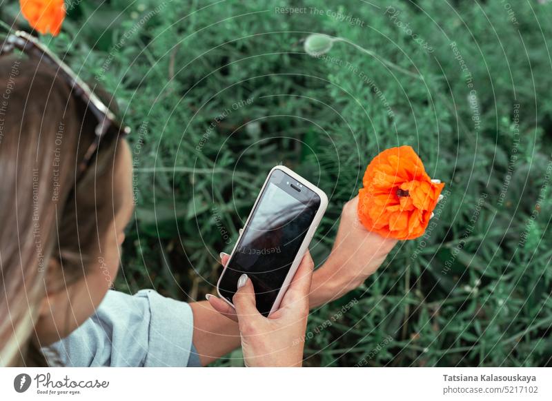A woman photographs a poppy flower with a close-up on her smartphone in the spring summer female person flowers adult flowering Papaver blooming photography