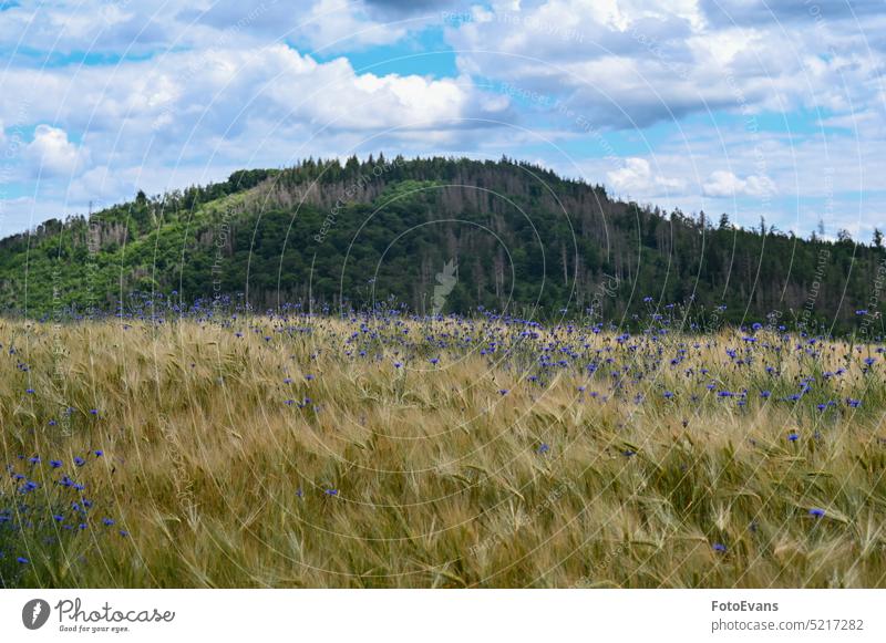 Grain field with lots of cornflowers and forest in the background Asteraceae Landscape Flower Industry Harvest Wild Blossom Blue Food Agricultural