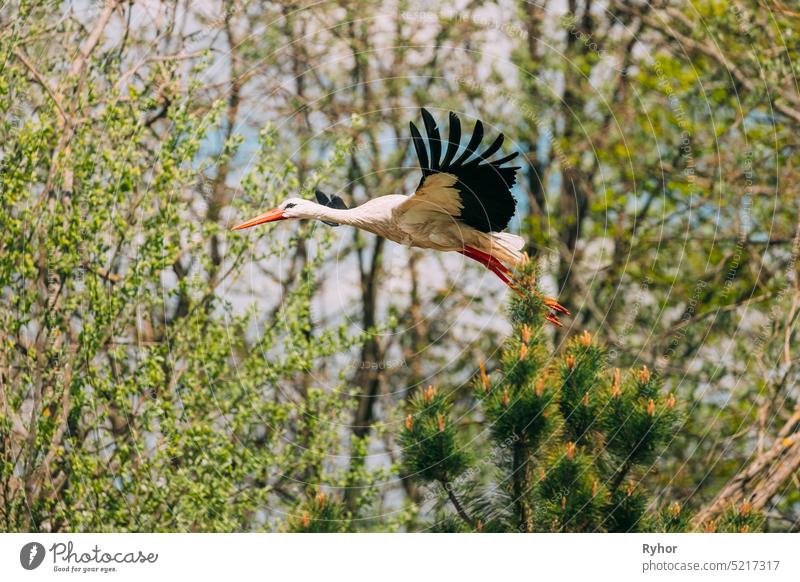Adult European White Stork Fly Flying Against Green Forest Woods. Ciconia Ciconia. animal beautiful belarus bird bird lore ciconia ciconia ciconia