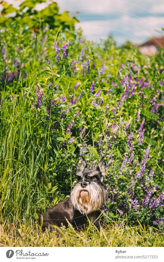 Miniature Schnauzer Dog Or Zwergschnauzer Funny Sitting Outdoor In Green Summer Meadow Grass With Purple Blooming Flowers animal dog black breed copy space