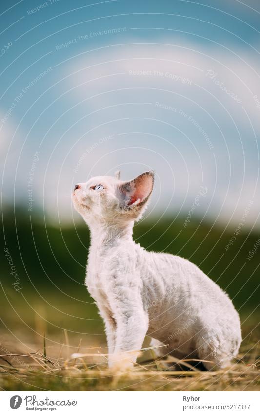 Sweet Devon Rex Cat Funny Curious Young White Devon Rex Kitten In Grass. Short-haired Cat Of English Breed. Very Small Lovely Pets Lovely Cats cat kitten kitty
