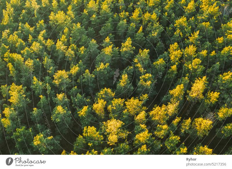 Aerial View Of Green Pine Coniferous Forest In Landscape During Sunset In Spring. Top View From Attitude. Drone View Of European Woods At Springtime aerial
