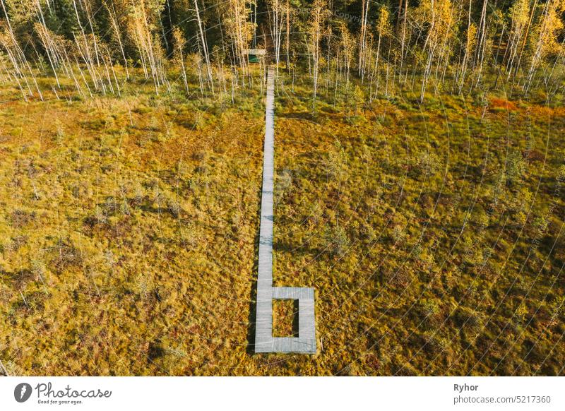 Belarus, Berezinsky Biosphere Reserve. Bird's-eye View Of Wooden path way pathway from marsh swamp to forest In Autumn Sunny Day. Panorama europe belarus