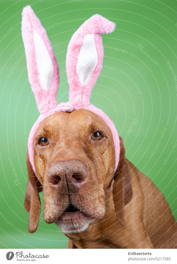 with the fourth one hears better Easter Easter Bunny easter dog Dog Funny Animal Dress up Costume Ear magyarvizsla Magyar Vizsla Dog's head dog portrait Pet