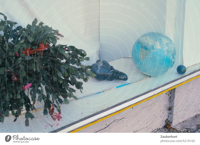 Still life of Christmas cactus, bicycle saddle and globe in a shop window in front of white curtain Globe Saddle Bicycle saddle Schlumbergera Shop window Drape