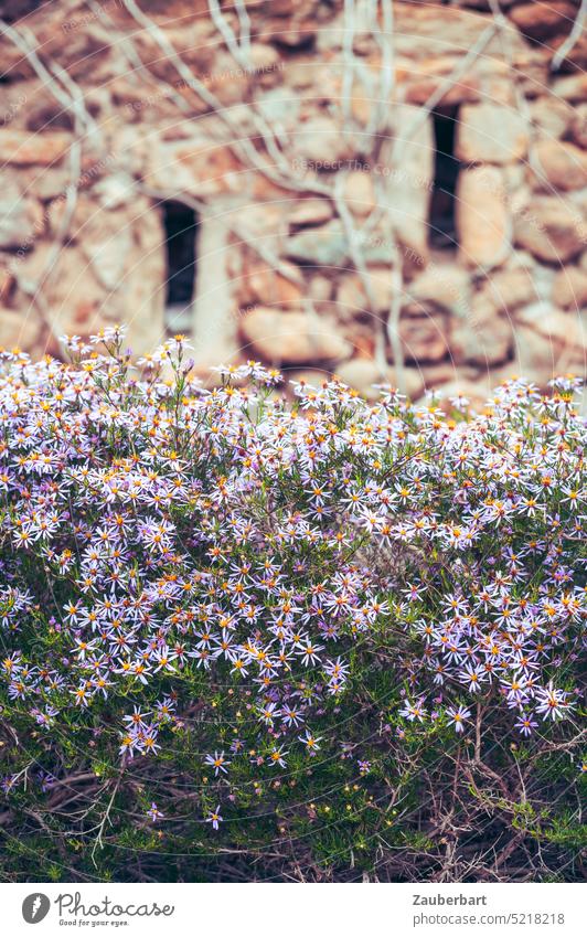 Star-shaped flowers in purple in front of old stone wall in Catalonia with shady windows in spring Blossom star-shaped Wall (barrier) warm stones nick Old