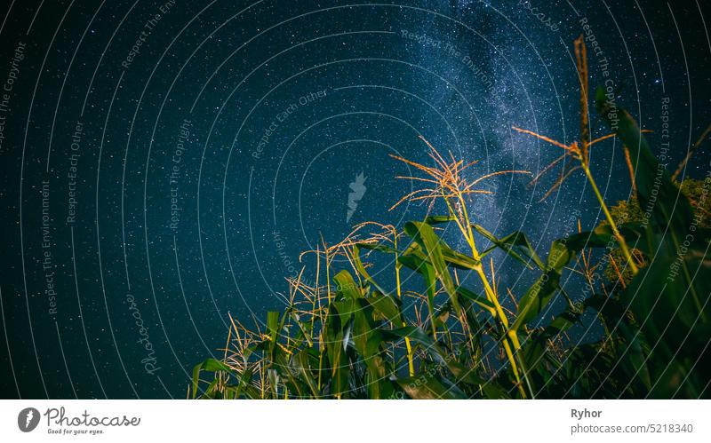 Bottom View Of Night Starry Sky With Milky Way From Green Maize Corn Field Plantation In Summer Agricultural Season. Night Stars Above Cornfield Glowing Stars