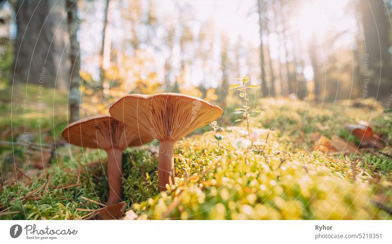 Paxillus Involutus In Autumn Forest In Belarus. Brown Roll-rim, Common Roll-rim, Or Poison Pax, Is A Basidiomycete Fungus autumn brown brown roll-rim common