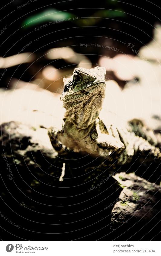 A small Lizard basks in the sunshine, in the jungle. Reptiles Saurians Wild animal Brown Colour photo Nature Animal Flake Close-up Exterior shot Looking Day