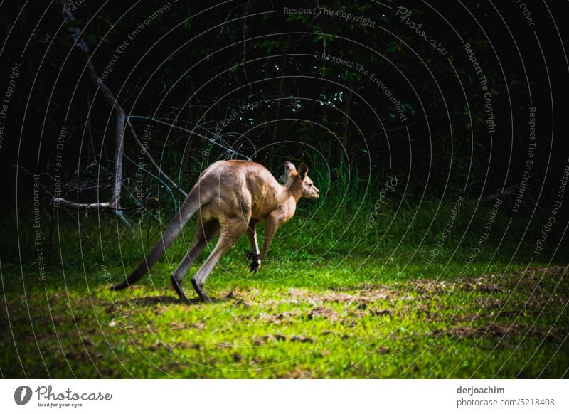 A Big Kangaroo runs away from Photocase photographers with big jumps. kangaroo Australia Exterior shot Deserted Colour photo Animal Day Trip Fantastic