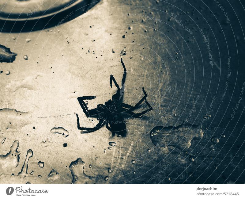 Large black spider dies in sink just before drain. Spider Fear Close-up Animal Creepy Deserted Nature Day Death Sink Wild animal metallic Detail Animal portrait