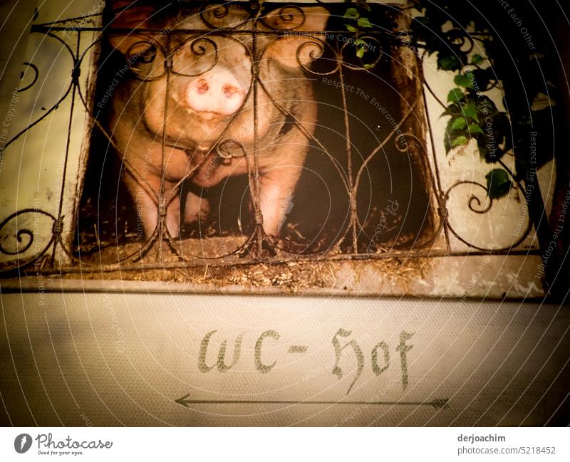 Pigsty and WC - yard , go to the left. Picture of a pig behind bars and under it the name WC - yard. Swine Animal Colour photo Interior shot Animal portrait