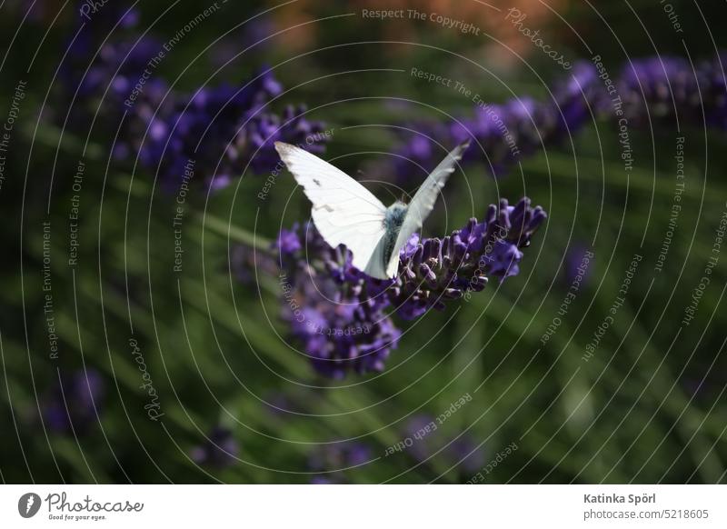 Butterfly on lavender Lavender lavender blossom lavender flowers purple Violet Whiting Pieridae Whites. butterfly Lavender field Blossom Flower Medicinal plant