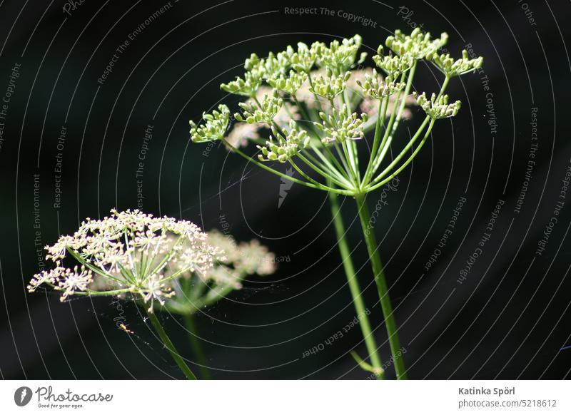 Flower umbel with a touch of spider silk Blossom Plant Nature Spider's web Blossoming Apiaceae umbelliferous bloomers heyday wax Wild plant Love of nature
