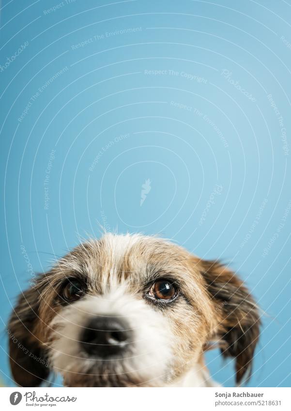 Portrait of a terrier dog. Blue background. Dog Terrier Pet Animal portrait Cute Looking into the camera Curiosity Love of animals Animal face Observe