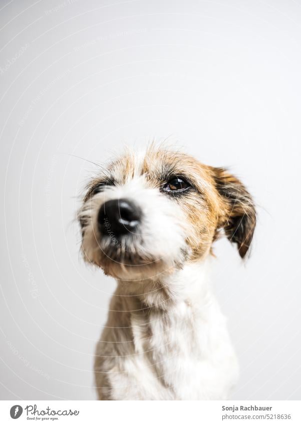 Portrait of a small terrier dog. White background. Dog Pet Animal portrait Animal face Cute Interior shot Love of animals Looking Snout Observe