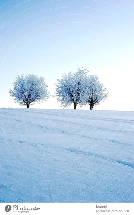 three trees Environment Nature Landscape Plant Elements Air Water Sky Cloudless sky Sun Sunrise Sunset Sunlight Winter Beautiful weather Snow Tree Meadow Field