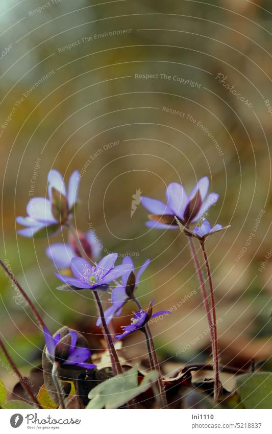 liverwort Spring Flower Wild plant Buttercup anemone hepatica nature conservation protected plant Woodground Lime Ridge Teutoburg Forest blossoms Delicate