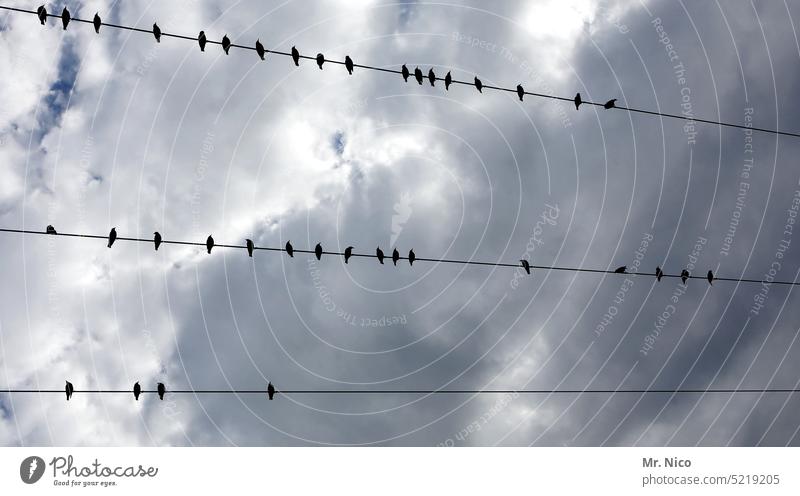 Seating arrangement birds power line wires Flock of birds Wild animal naturally Minimalistic Group of animals cloudy Sky take a break Sit Transmission lines