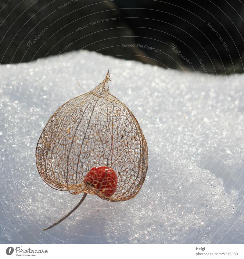 skeleton cover with seeds of lampion flower (Psysalis alkekengi) on snow Chinese lantern flower Sheath Fruit skeletal Transparent Delicate bubble cherry