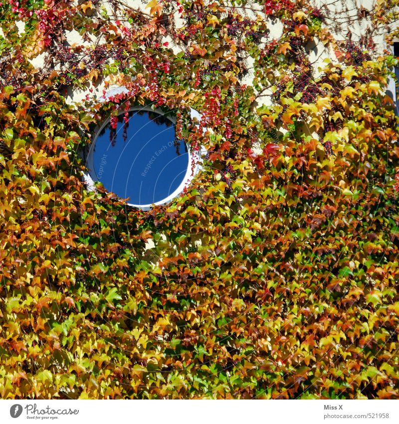 Hole top left Flat (apartment) Autumn Plant Bushes Ivy Wall (barrier) Wall (building) Facade Window Round Porthole Virginia Creeper Tendril Overgrown Growth