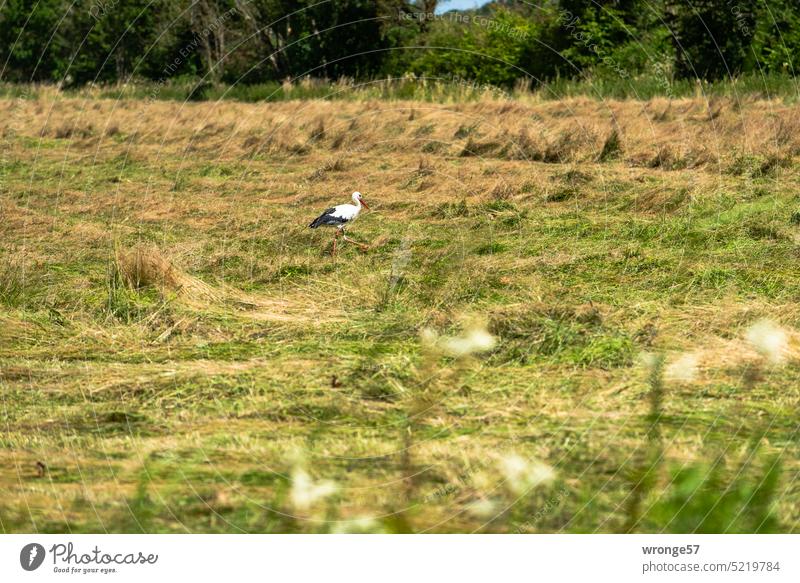 A stork strides across a meadow in Drömling Stork Meadow striding Bird Animal Exterior shot Nature Wild animal Day Deserted Colour photo White Stork Foraging