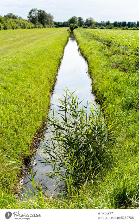Well-filled drainage ditch in a meadow in the Drömling region Meadow Dig drainage system Drainage ditch Wet meadow Lowland Fens landscape Characteristic
