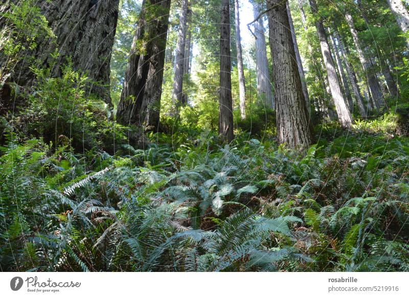 They shoot out of the ground like trees Tree Forest Mamut Mamut tree Ground Woodground huge Fern Nature naturally Plant Environment Green Growth wax
